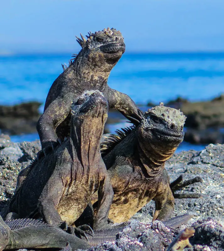 marine iguanas Galapagos