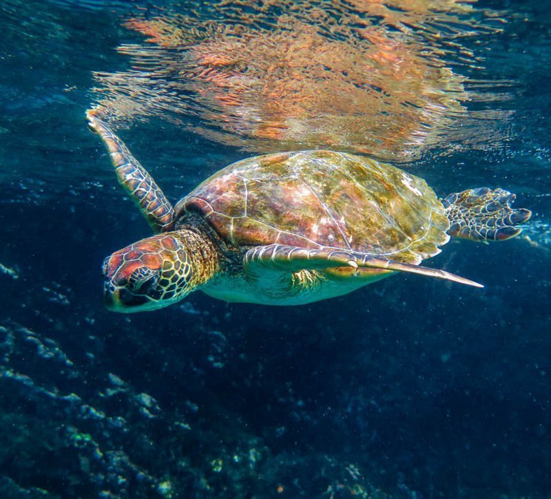 Galapagos sea turtles