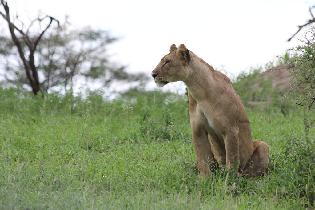 7 errori da non fare quando si organizza un safari in Tanzania 1 Leone nel Tarangire Tanzania