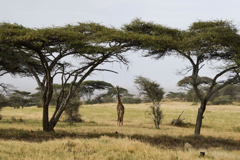 Attività da fare durante un safari in Tanzania: cosa fare oltre il game drive 1 Giraffe in tanzania