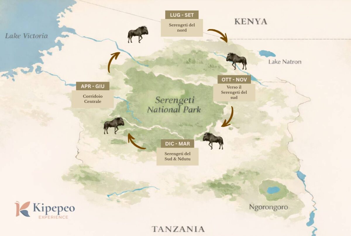 La Grande Migrazione nel Serengeti: quando vederla e cosa aspettarsi davvero 3 mappa grande migrazione tanzania 1