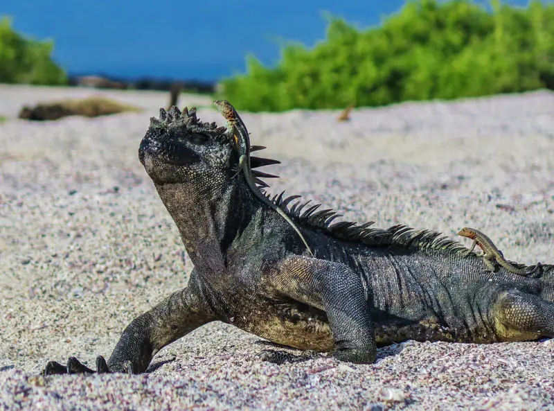 tortuga bay iguana