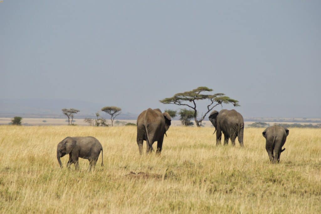 Safari nel Serengeti: cosa aspettarsi, quanto dura davvero e come organizzarlo 4 Elefanti nel Serengeti