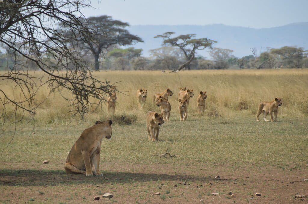 Serengeti mese per mese - Guida per visitare il parco più famoso d'Africa 1 famiglia leoni serengeti
