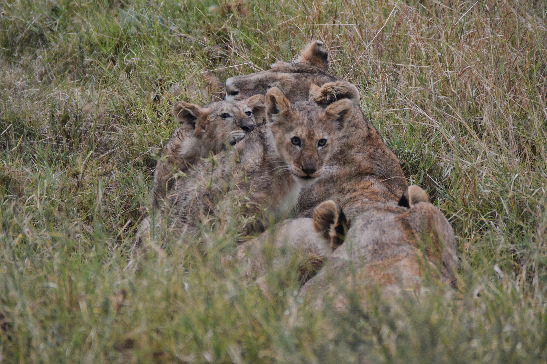 Leoncini Serengeti Tanzania