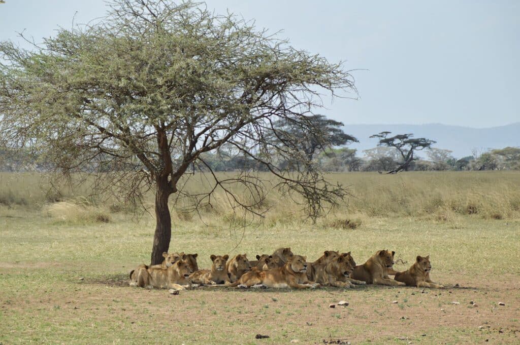 Quanti giorni servono per un safari in Tanzania? 3 Safari Serengeti