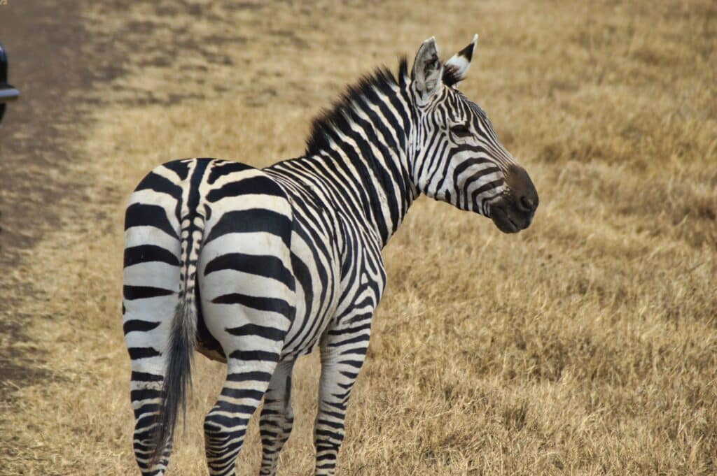 Quando andare in Tanzania - Il periodo migliore per fare un safari 3 Zebra Ngorongoro