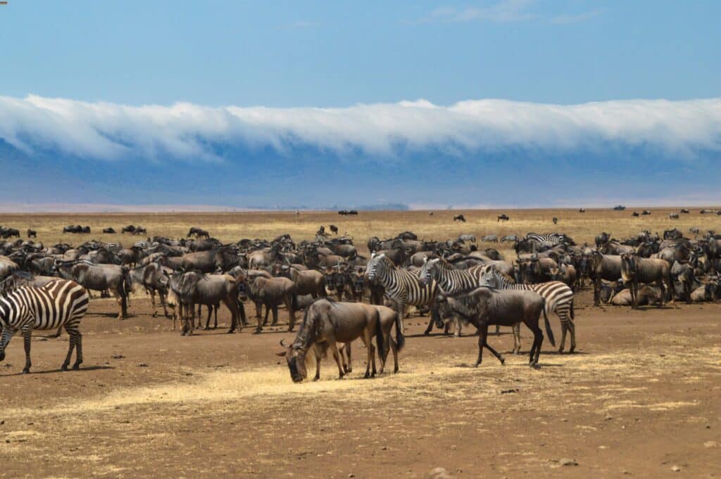 Perché un safari in Tanzania costa così tanto (e non è per gli hotel) 1 animali ngorongoro