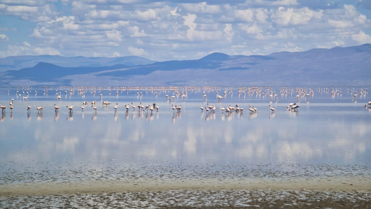 Quanti giorni servono per un safari in Tanzania? 9 fenicotteri lago natron