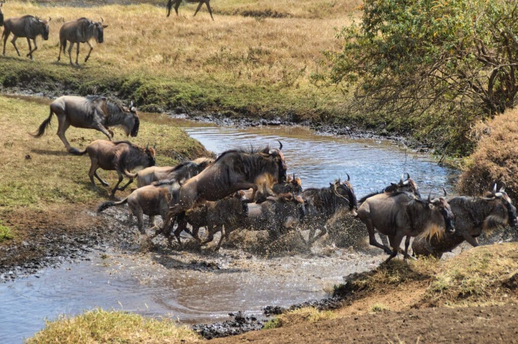 Il momento più bello di un safari in Tanzania non è quello che pensi 2 gnu saltando tanzania