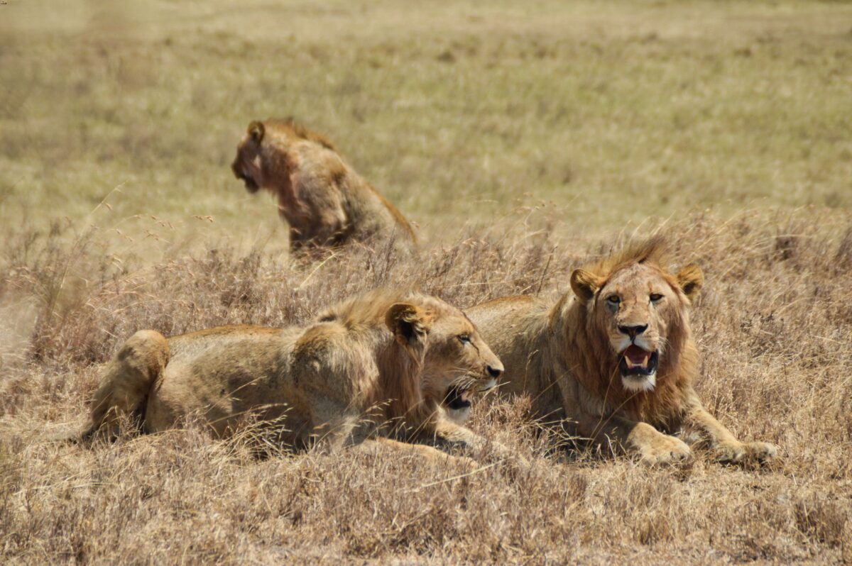 gruppo leoni Tanzania