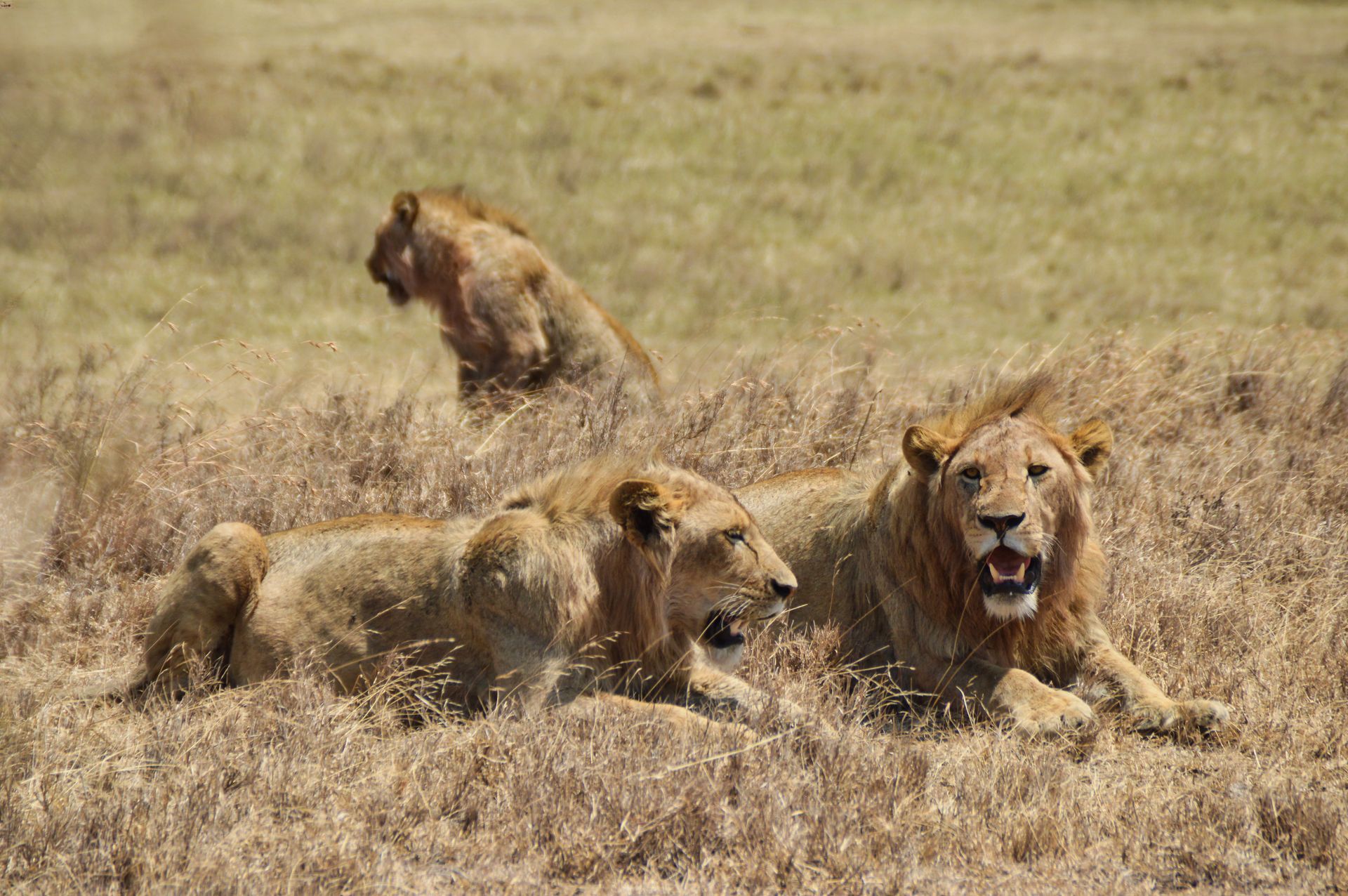 gruppo leoni Tanzania