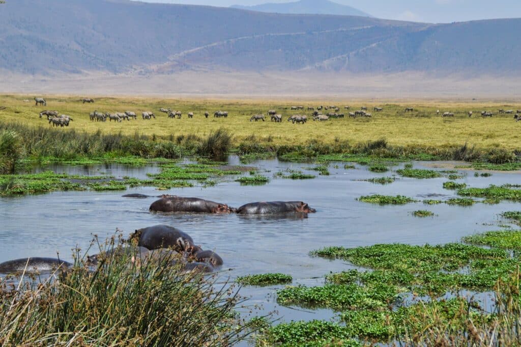 Tanzania e Zanzibar: guida completa per organizzare il viaggio 1 ippopotami tanzania