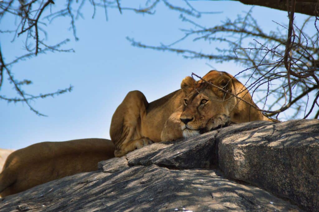 Quanti giorni servono per un safari in Tanzania? 7 leonessa roccia serengeti 1