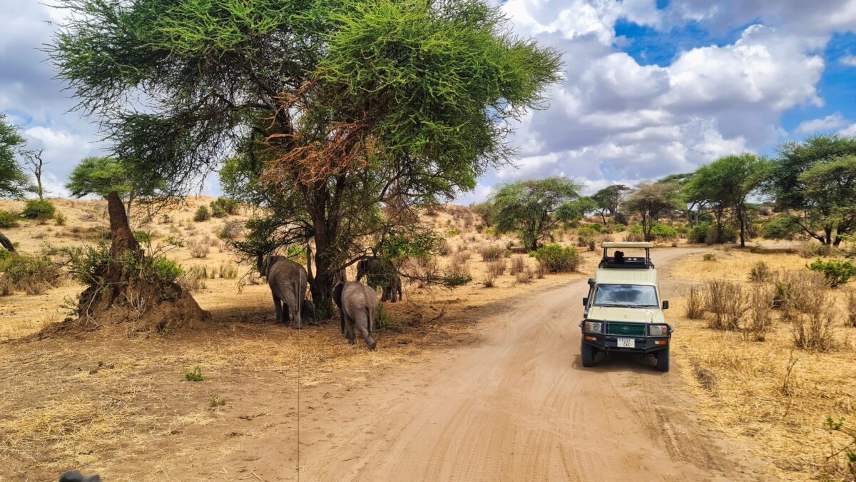 safari tarangire