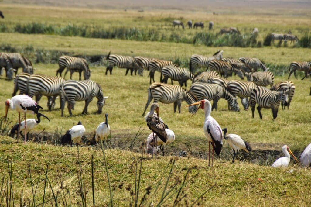 uccelli Ngorongoro