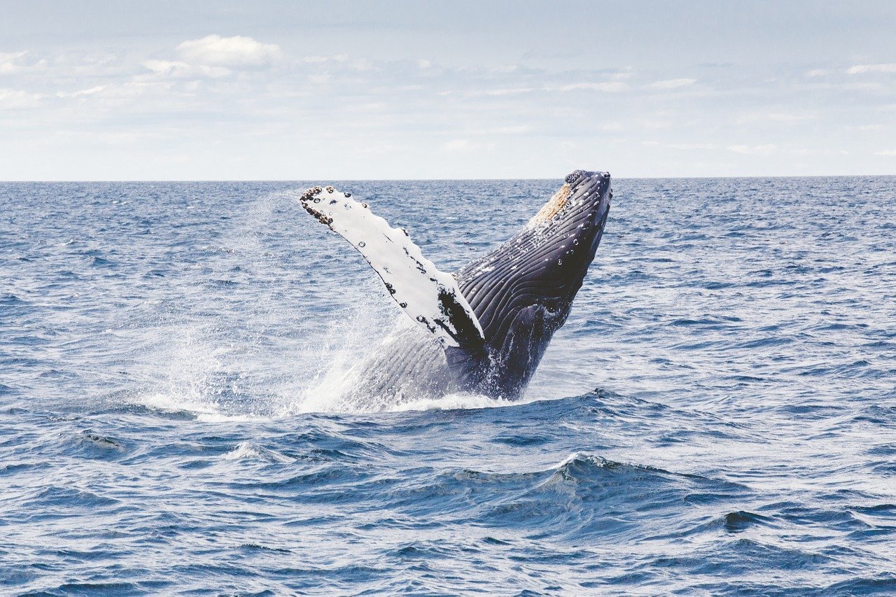 balene ecuador