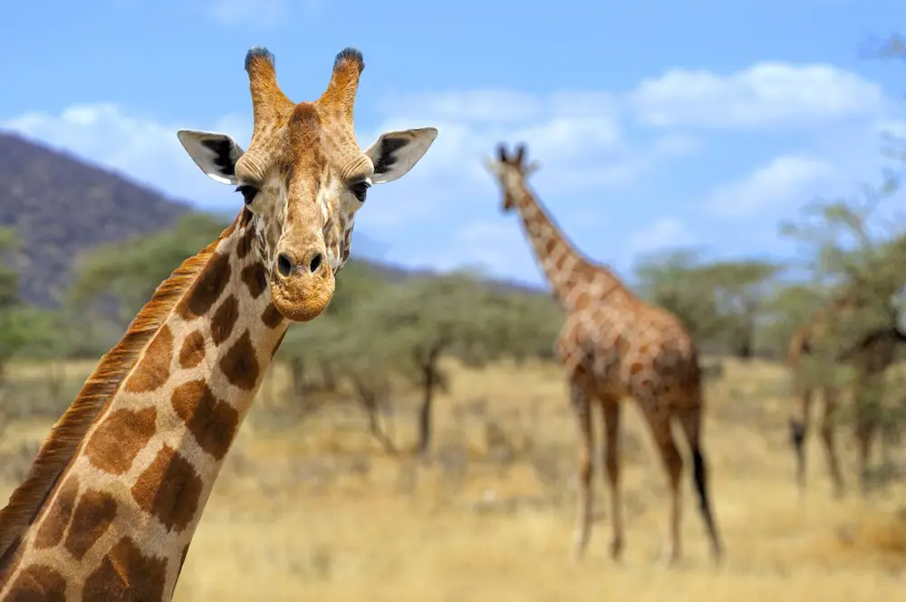 Giraffa Kenya