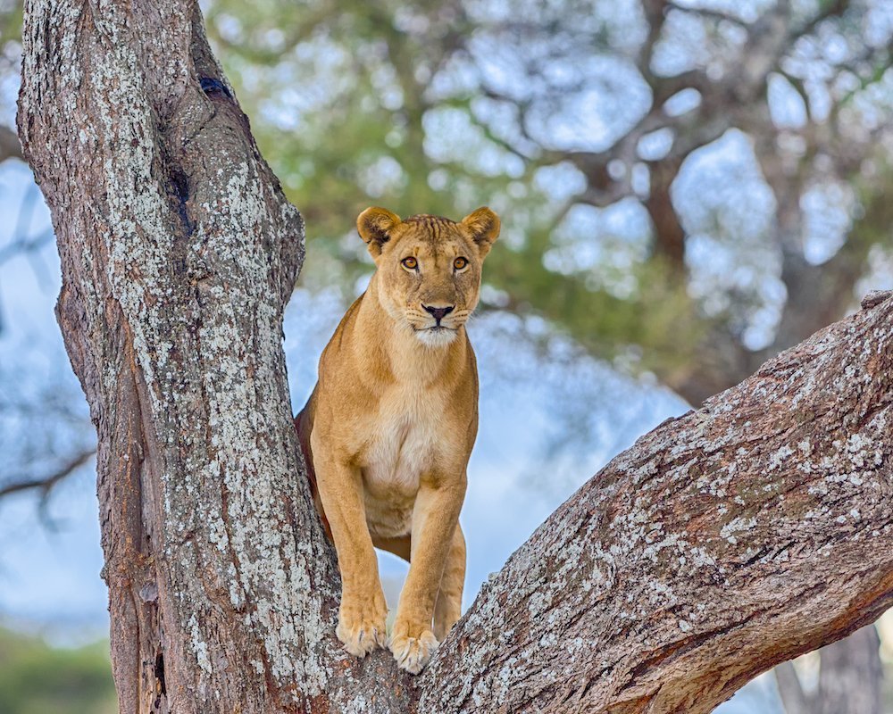Leone Tanzania