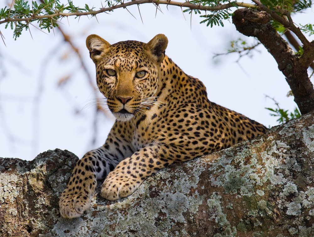Leopardo Tanzania