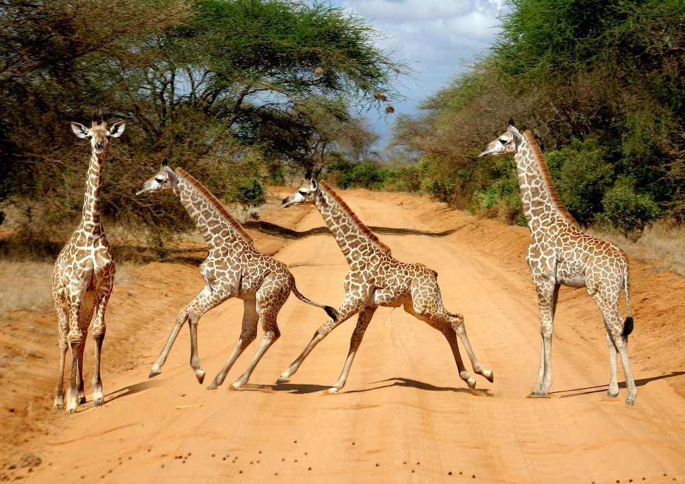 Tsavo National Park
