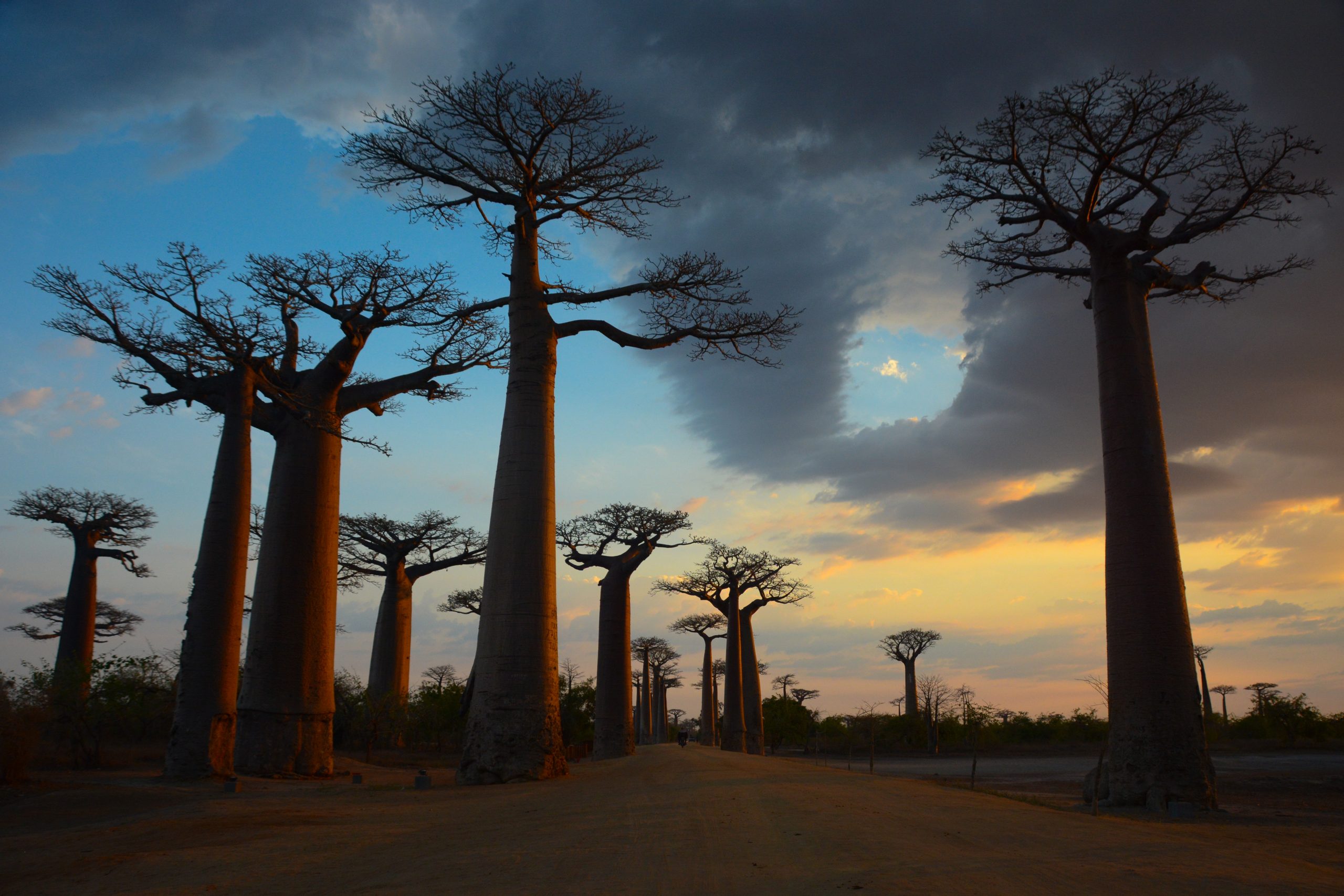 baobab madagascar