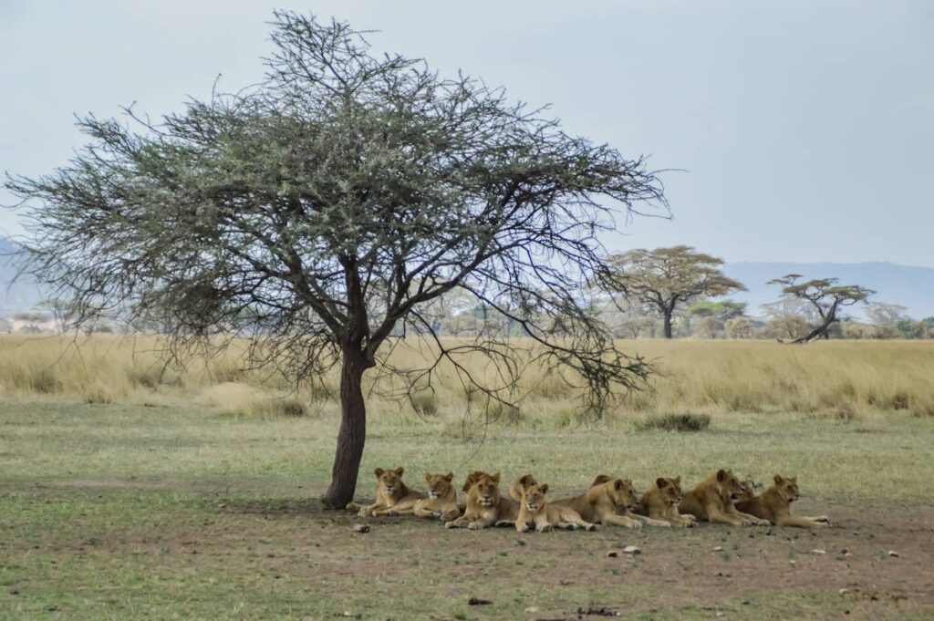 Il migliore Paese africano dove fare safari per la prima volta 1 gruppo di leoni nel Serengeti