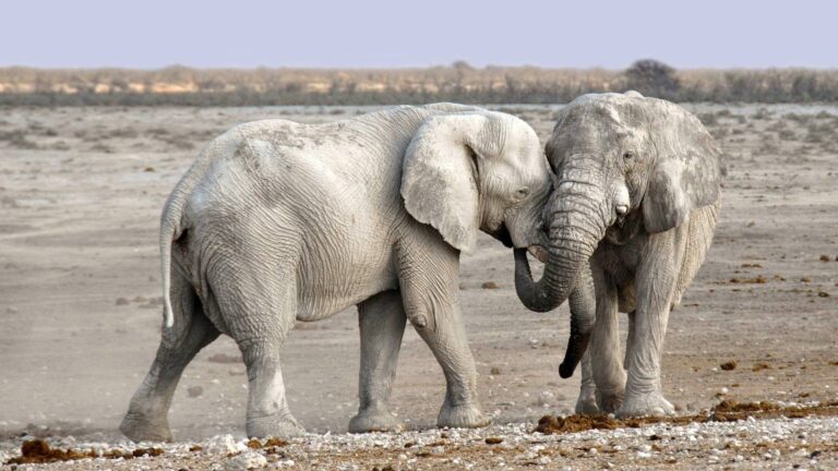 Elefanti etosha Namibia