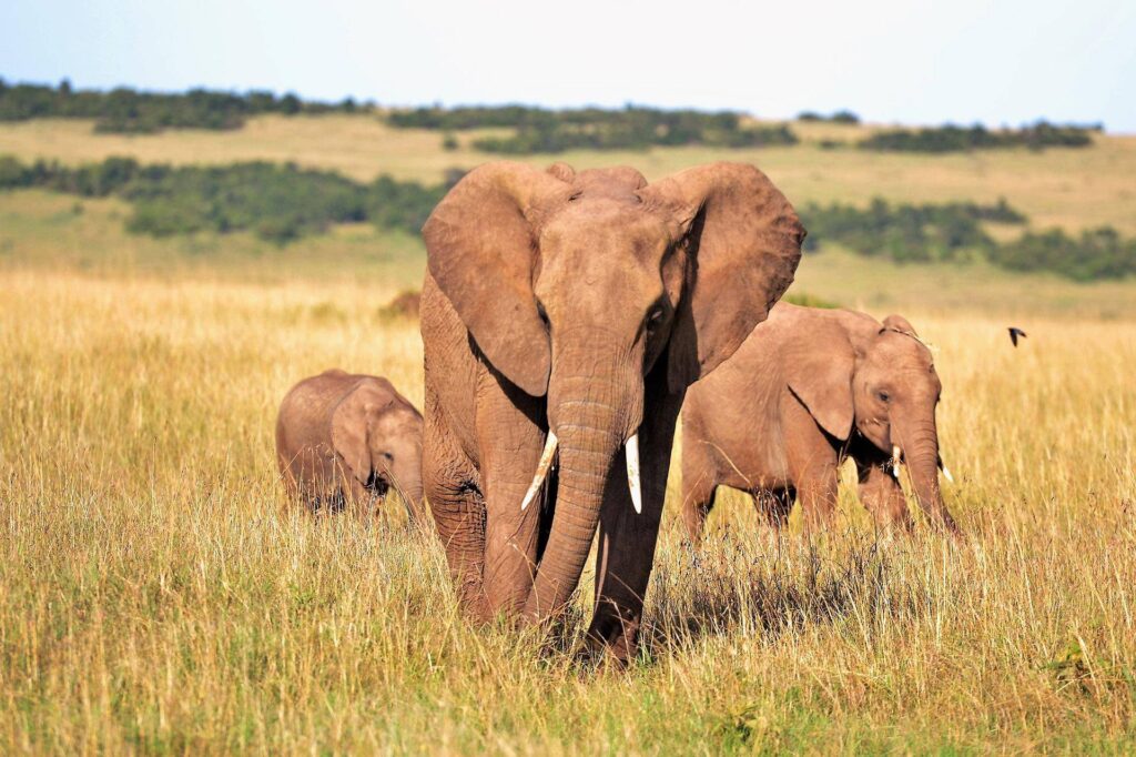 elefanti safari kenya