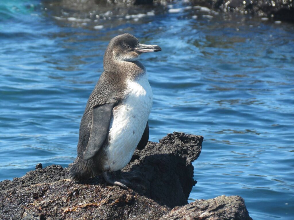 pinguino isole Galapagos