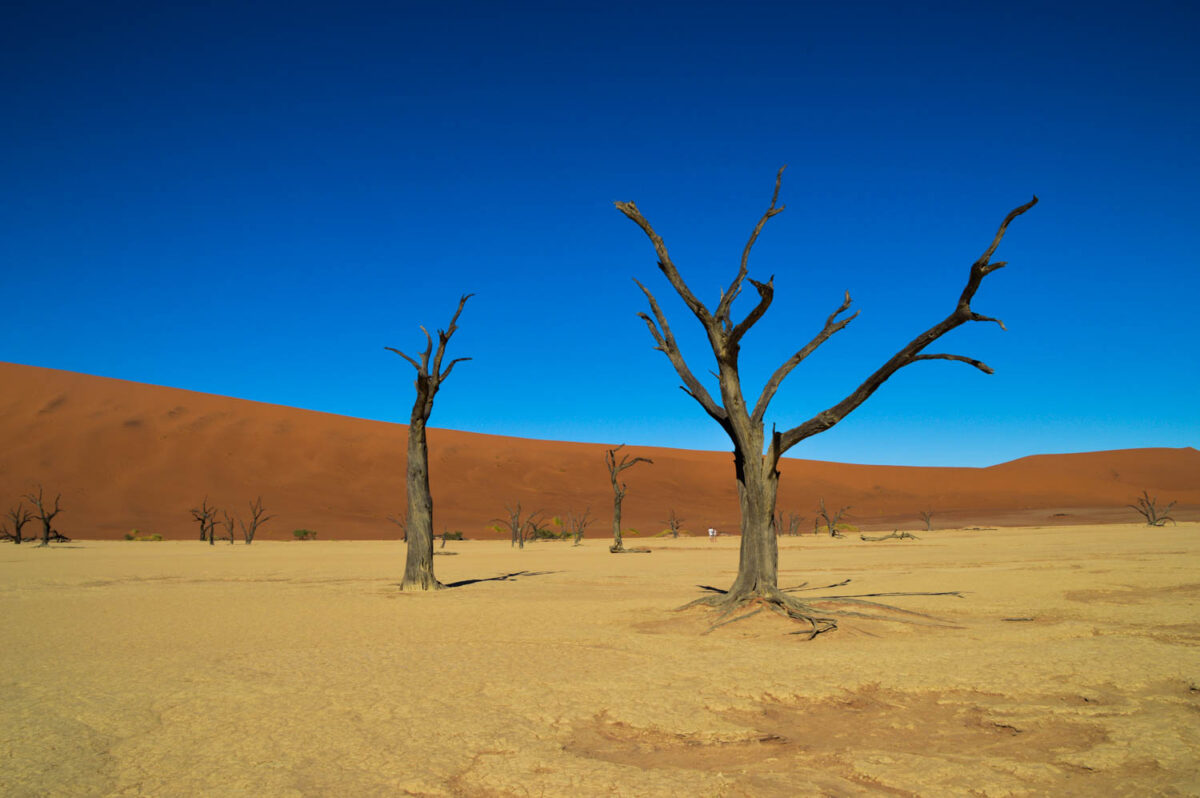 Viaggio in Namibia: guida completa per organizzarlo (itinerari, periodo migliore e consigli) 2 Dedvlei Namibia