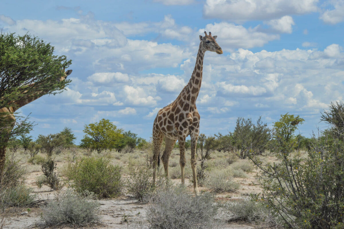 Giraffa in Etosha