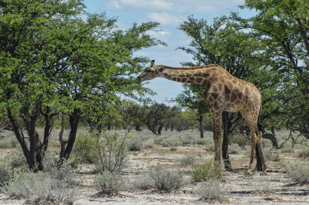 Viaggio in Namibia: guida completa per organizzarlo (itinerari, periodo migliore e consigli) 7 Giraffe in Etosha