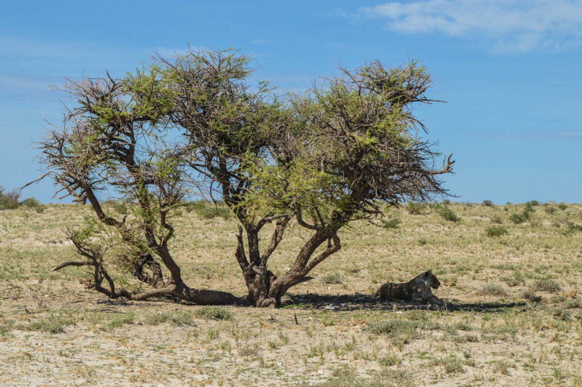 Safari nel Kruger o in Etosha? Tutto quello che devi sapere prima di scegliere 4 Leone in Etosha