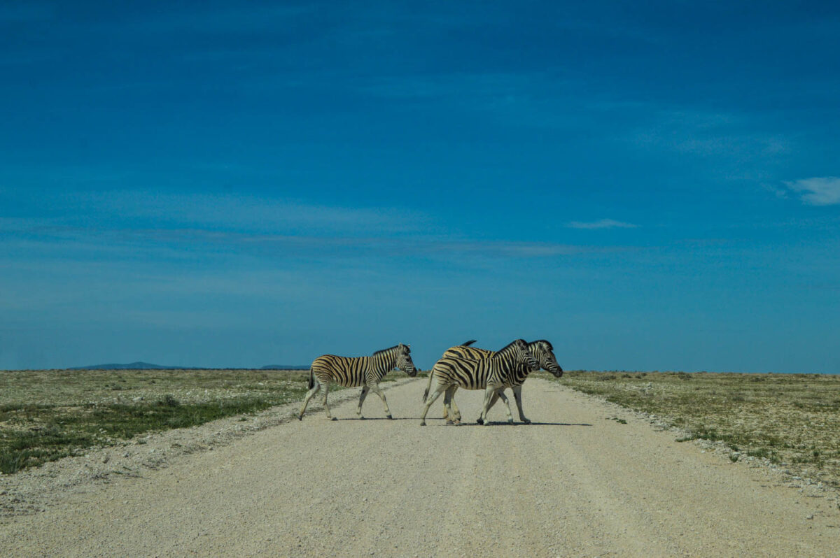 Perché scegliere la Namibia per il tuo viaggio in Africa 6 Zebre che attraversano la strada ad Etosha