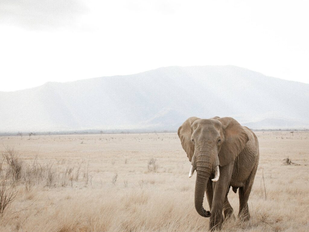 elefante Tsavo