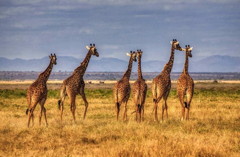 Giraffe al parco Amboseli Kenya