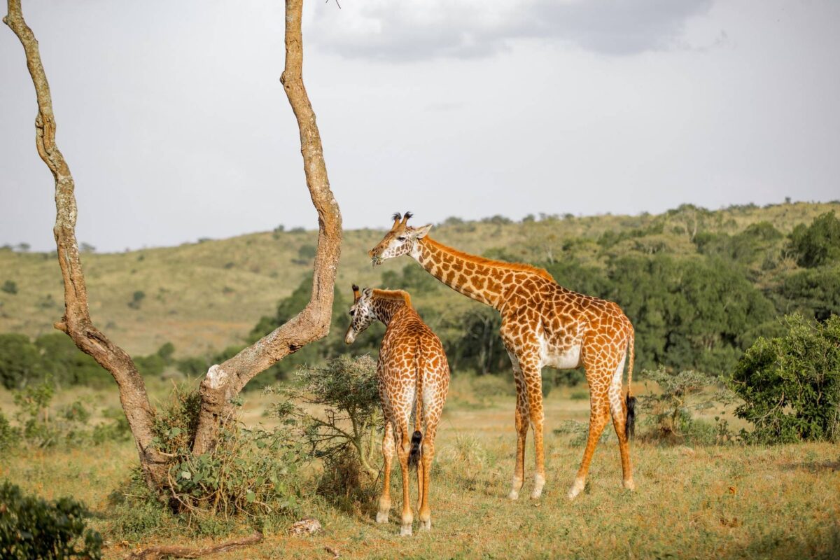 giraffe tanzania