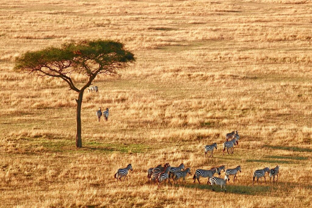 serengeti parco