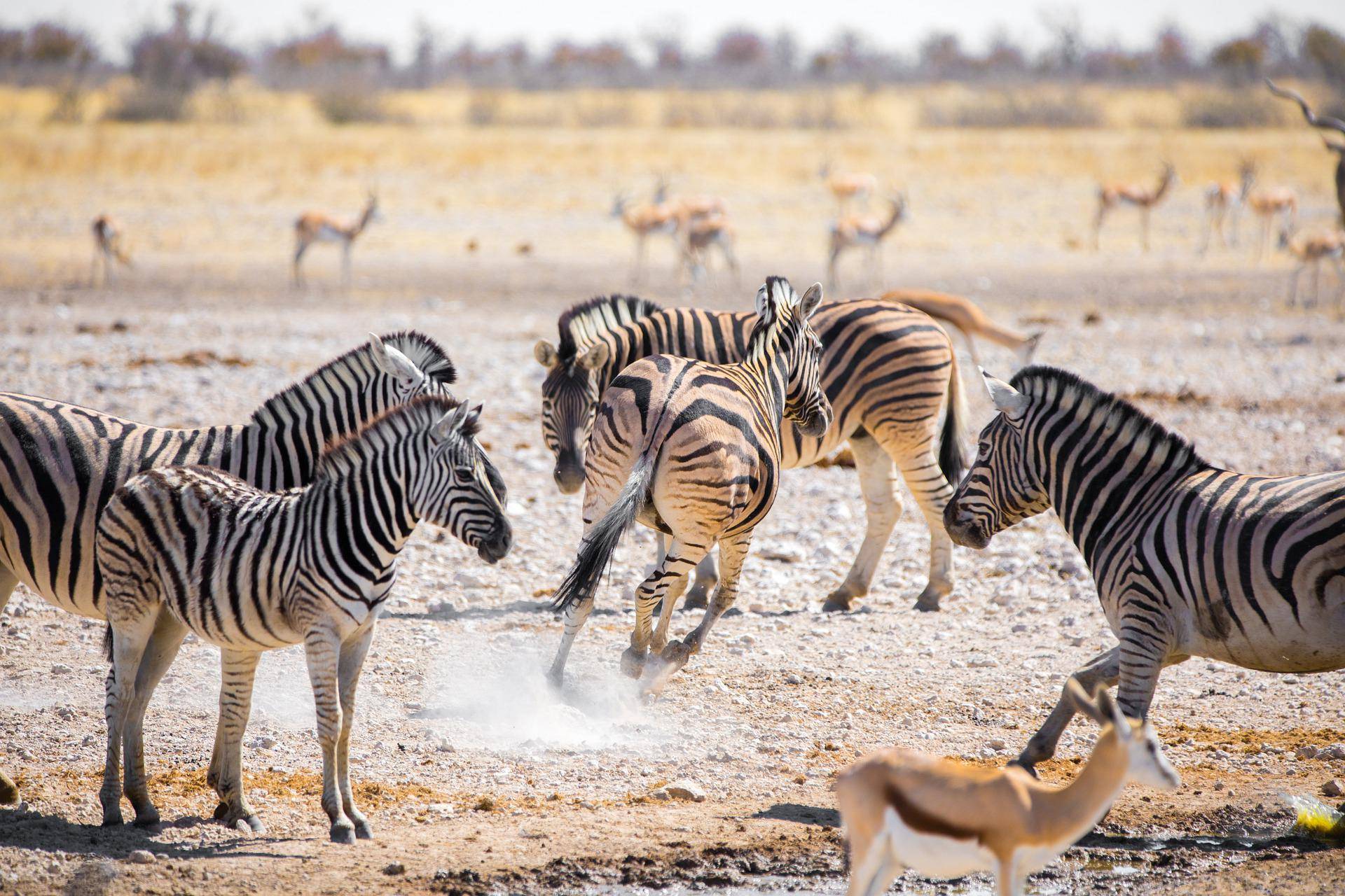 Zebre nel parco Etosha