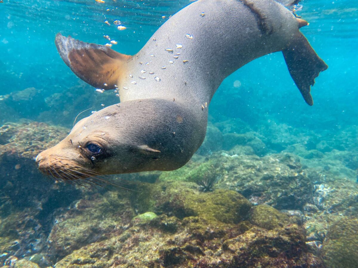 Champion islet Floreana galapagos