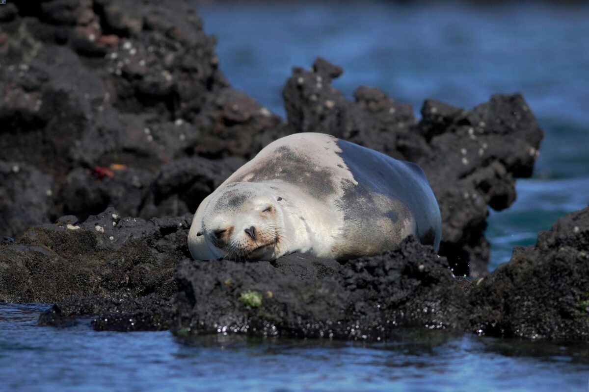 Elizabeth bay Galapagos leone marino