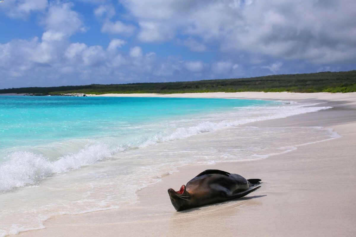 Leone marino a Isola Española
