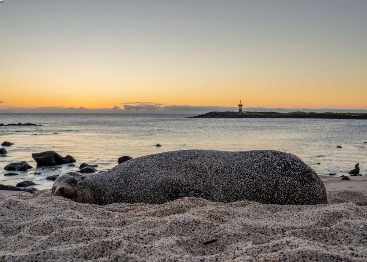 Punta Carola Galapagos