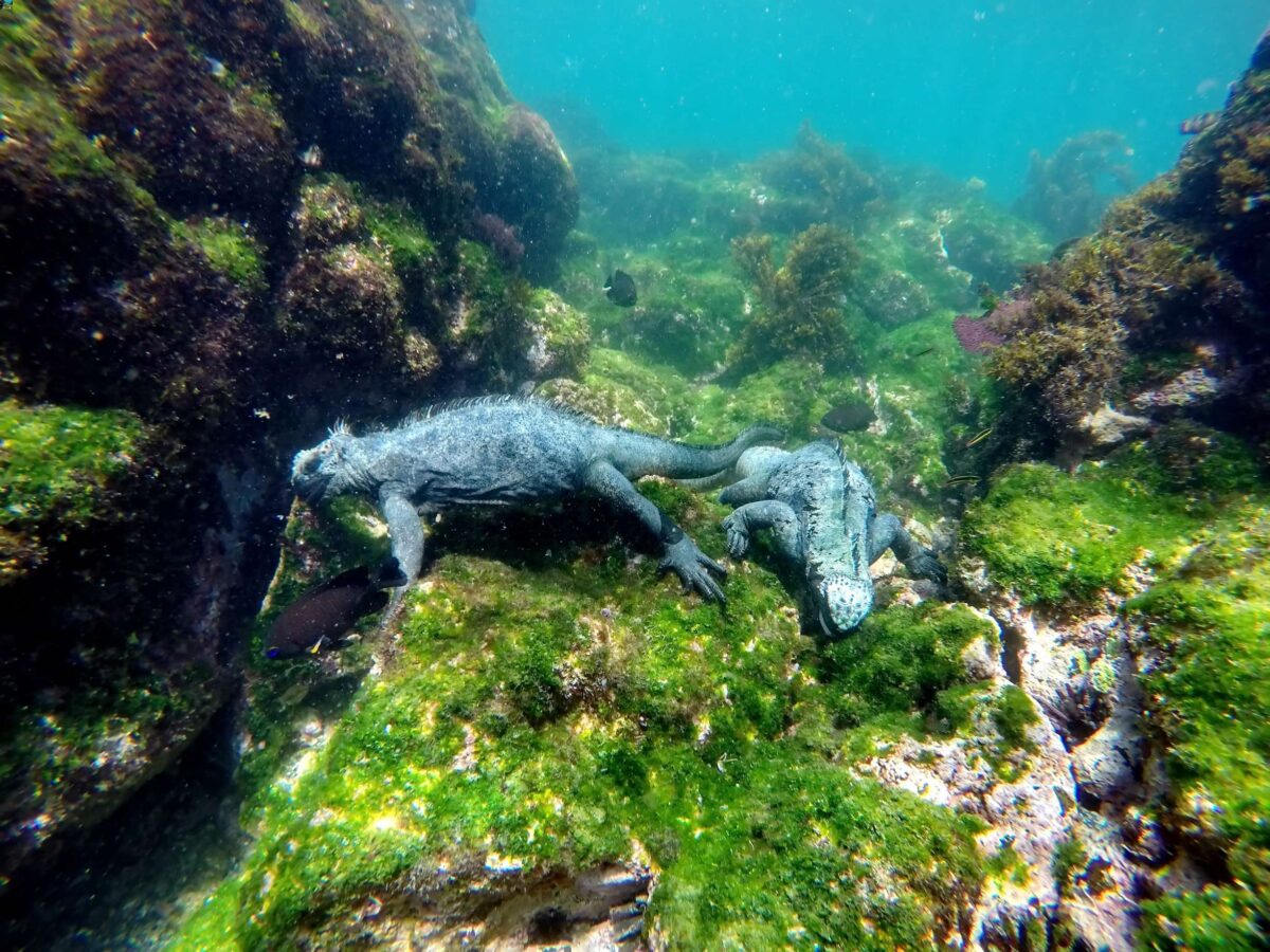 Iguane marine Punta espinoza