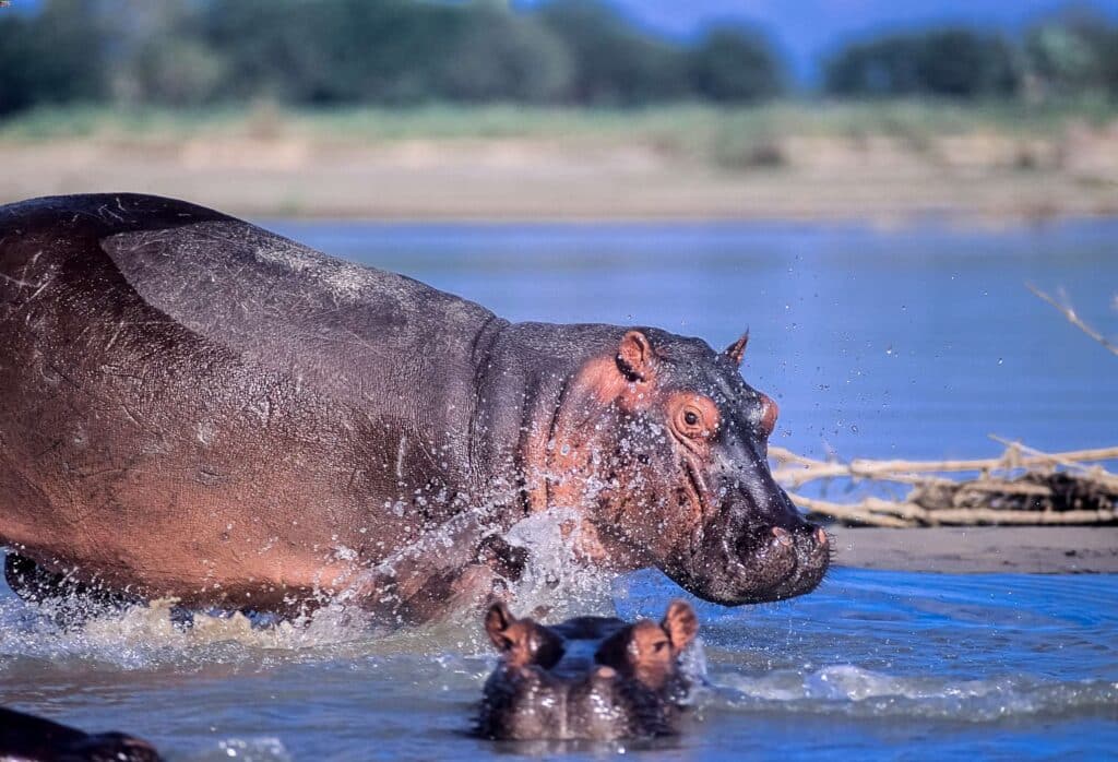 Dove fare safari in Africa: 15 parchi da conoscere prima di scegliere 4 Selous game reserve