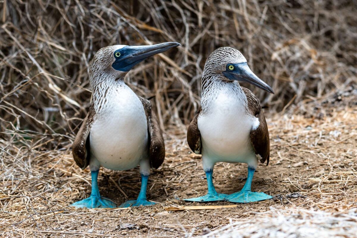 Sule zampezzurre Galapagos