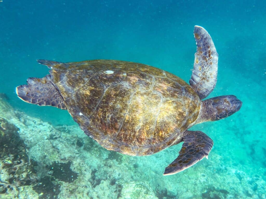 Quando andare alle Galapagos: clima e periodo migliore mese per mese 2 Tartaruga verde isola Isabela Galapagos