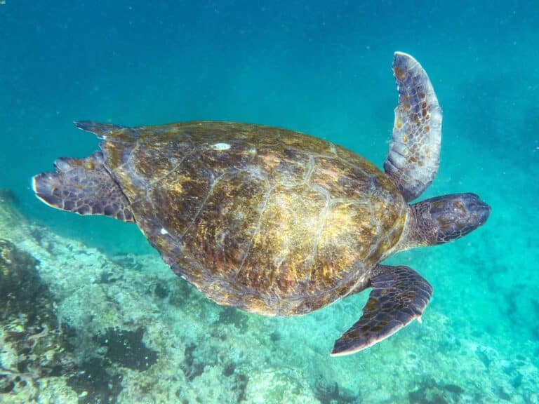 Tartaruga verde isola Isabela Galapagos