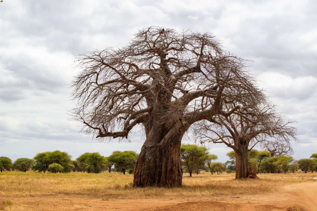 baobab tarangire tanzania